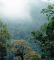 /album/fotogaleria/bosque-ni-png/